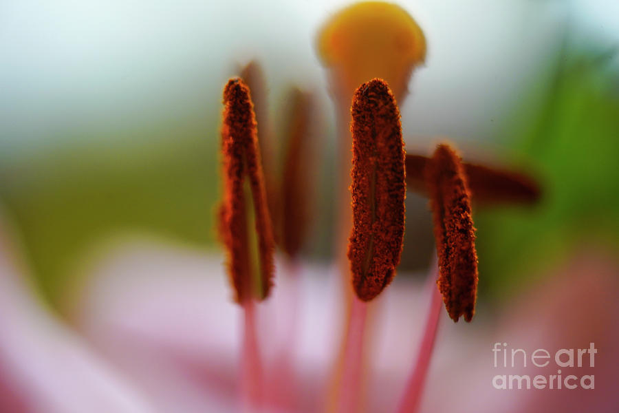 Lily Photograph - Pink Lily flower close up z2 by Vladi Alon