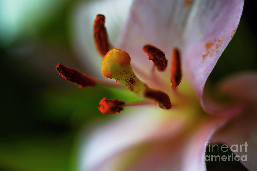 Lily Photograph - Pink Lily flower close up z3 by Vladi Alon