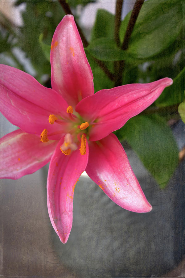 Pink Lily In A Tin Jug Photograph