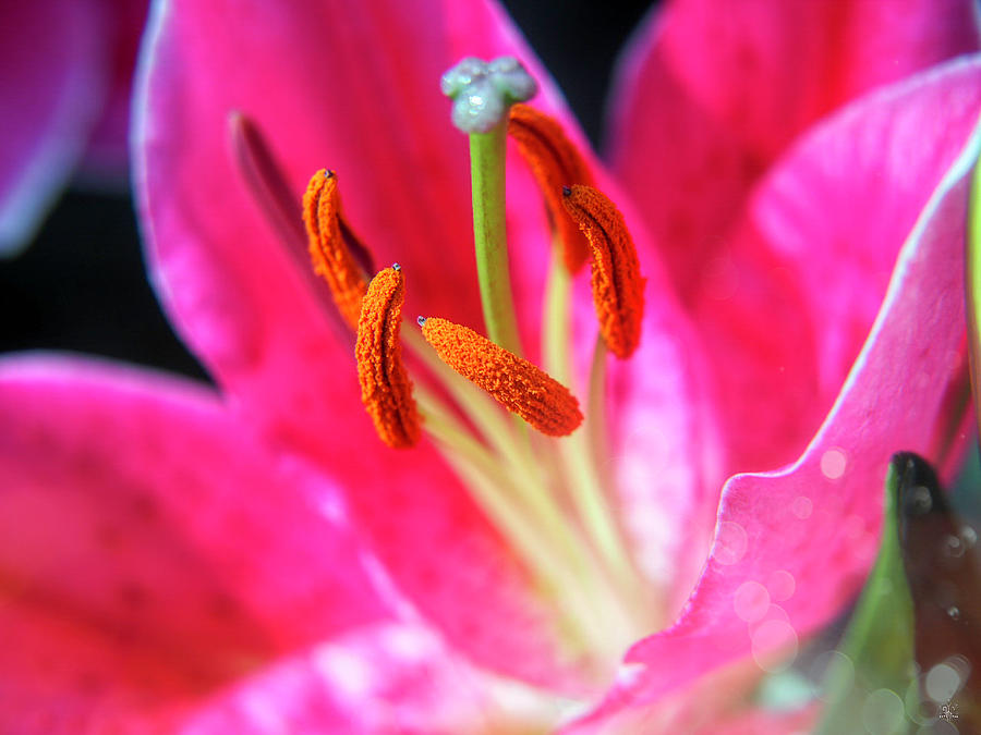 Pink LIly in the Sun Photograph by Kelly Larson