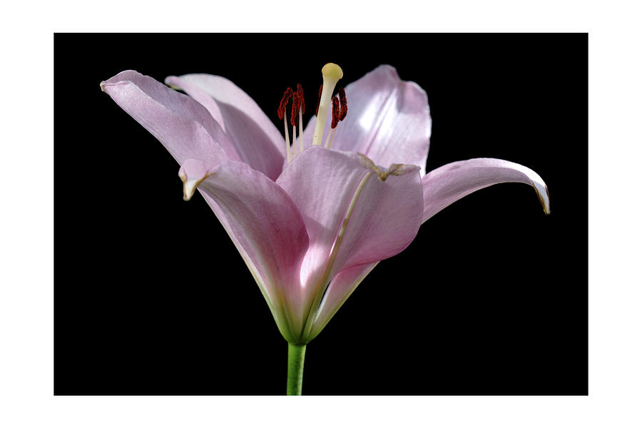 Pink Lily Photograph by Mark Ivins