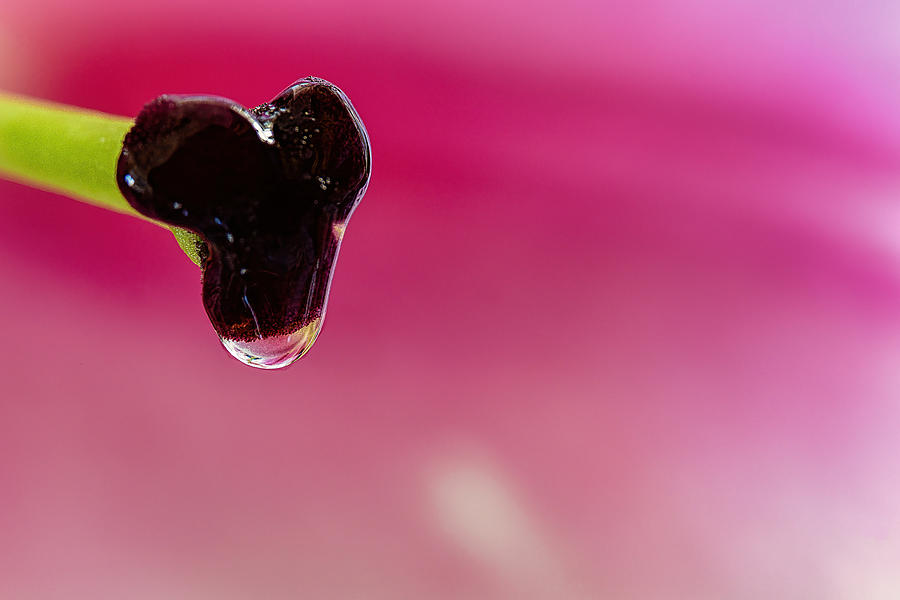 Pink Lily Nectar Drop Macro Photograph by Stuart Litoff