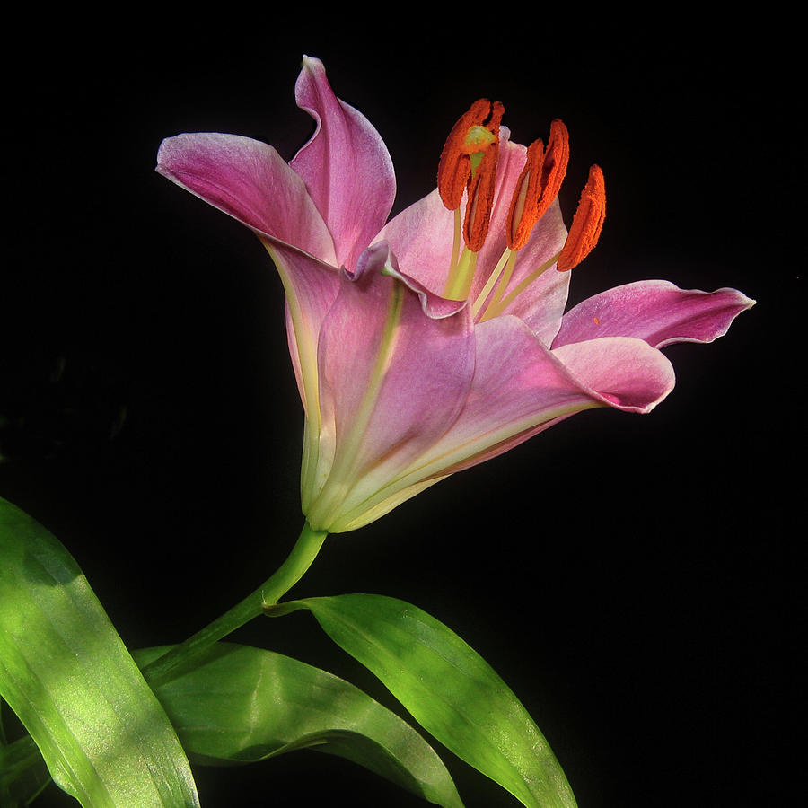 Pink Lily on Black Background Photograph by David and Carol Kelly