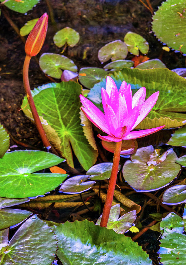 Pink Lily on its Pad Photograph by James C Richardson