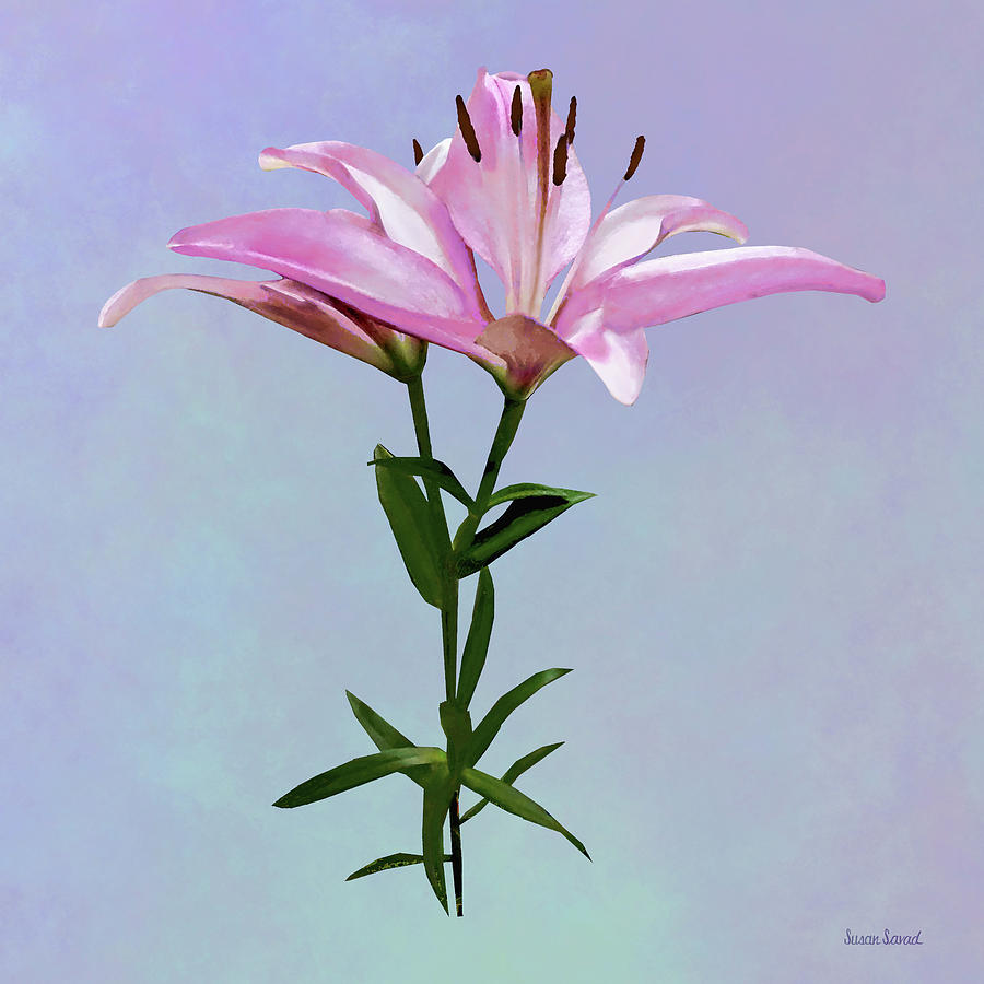 Pink Lily Pair Photograph by Susan Savad