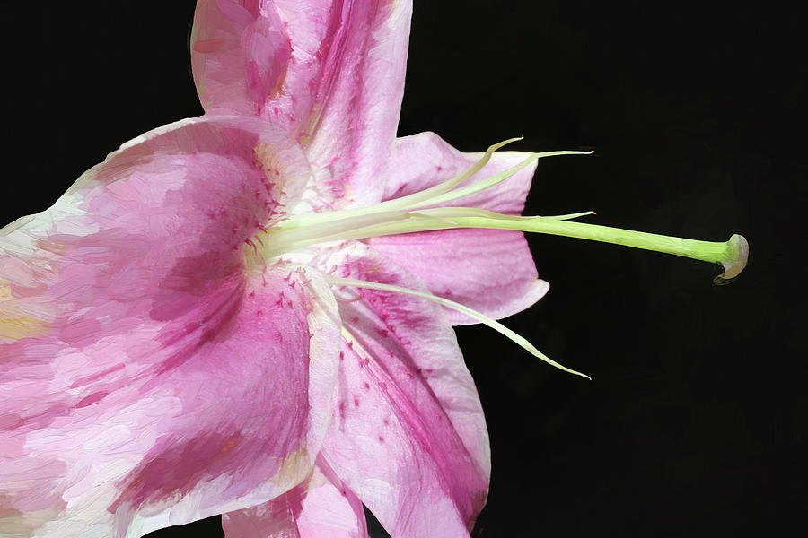 Pink Lily Profile Painterly 050622 Photograph by Mary Bedy