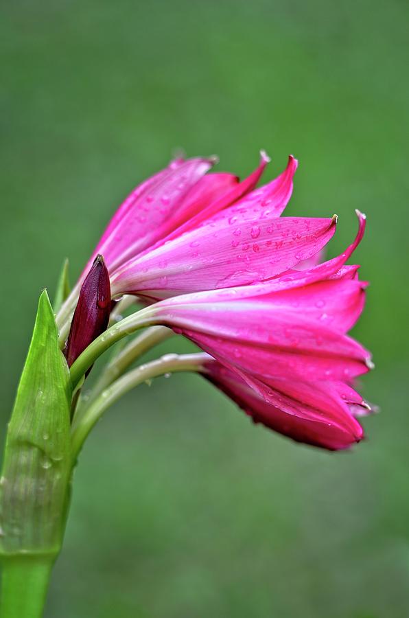 Pink Lily Raindrops Photograph by Carolyn Marshall
