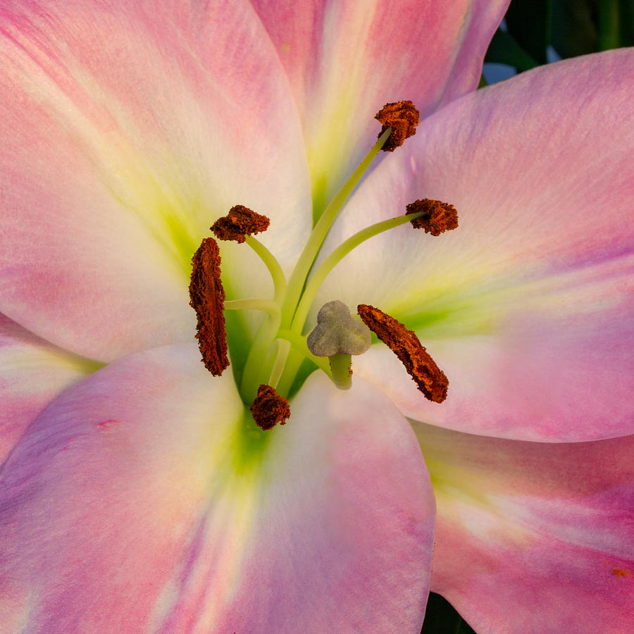 Pink Lily Stamen Photograph by Bj S