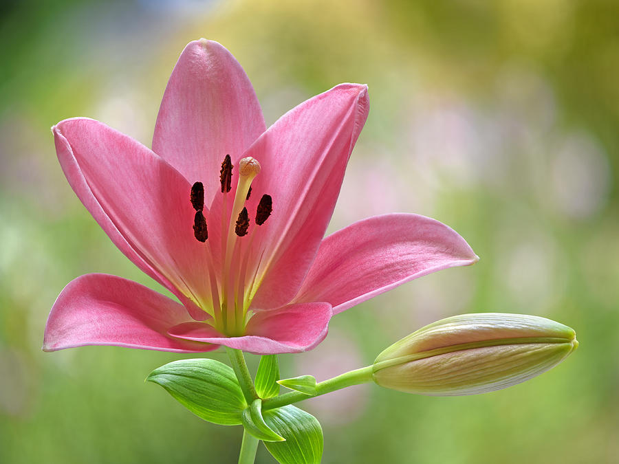 Pink Lily With Bud Photograph by Gill Billington