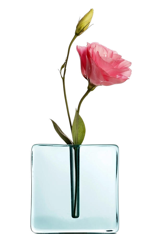 Pink lisiantus in blue vase on white Photograph by Narcisa