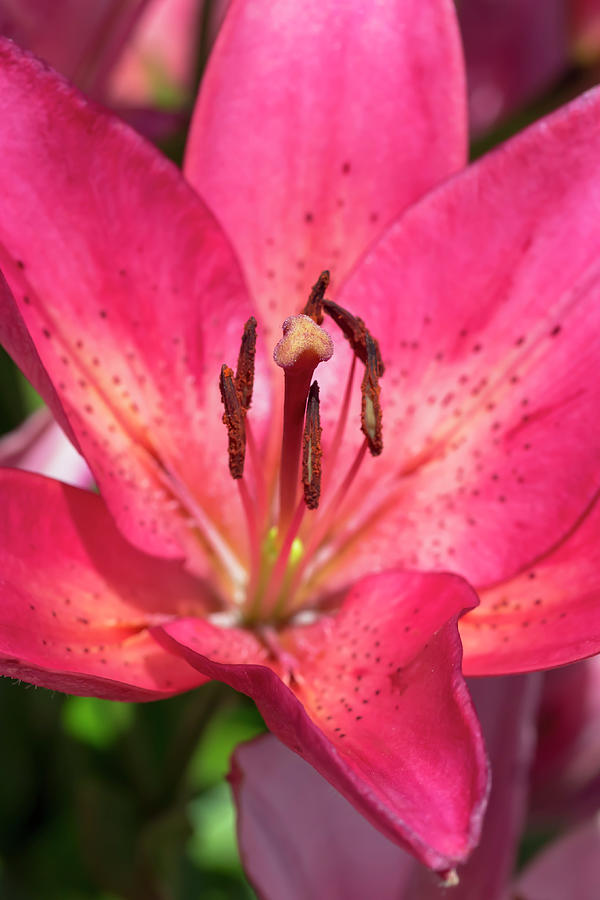 Pink Longiflorum-Asiatic Lily Photograph by Dawn Cavalieri