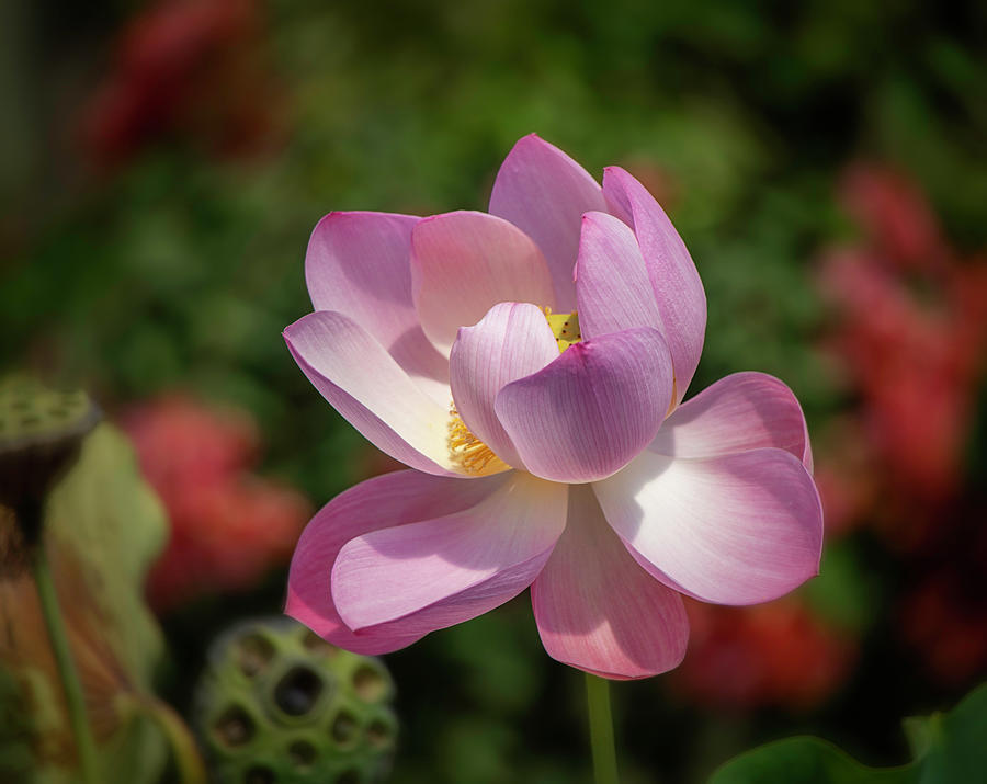 Pink Lotus 1543 Photograph by Teresa Wilson