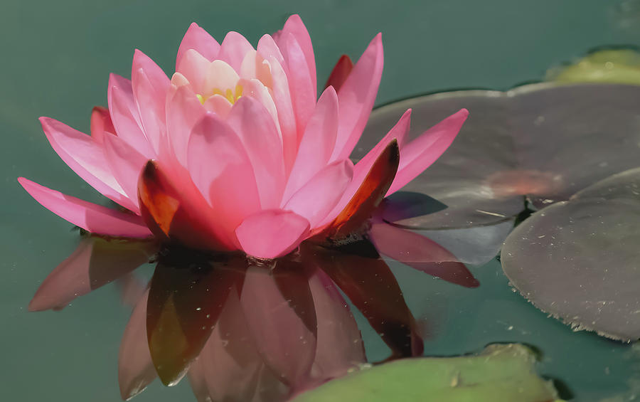 Pink Lotus blossom Photograph by Christina McGoran