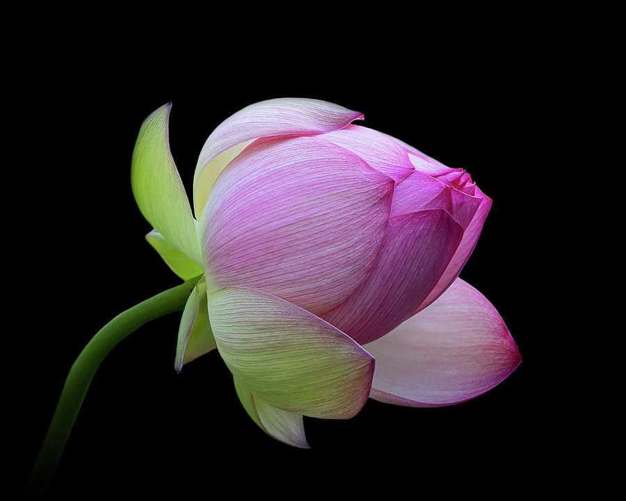 Pink Lotus Bud Photograph by Gary Geddes
