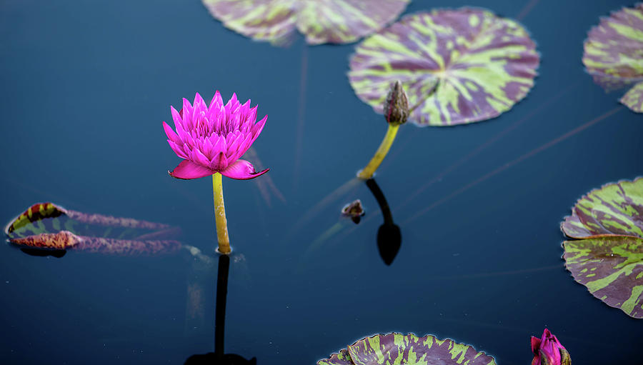 Pink Lotus Photograph by Debra Kewley
