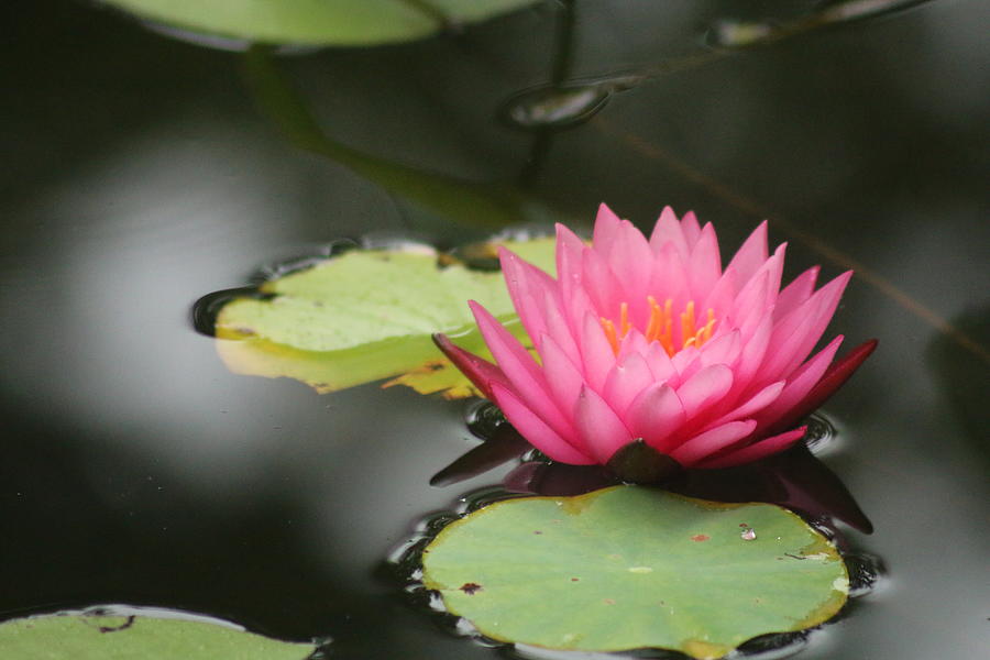 Pink Lotus Flower Photograph by Amy Curtis
