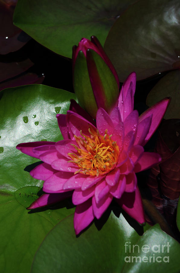 Pink Lotus Flower And Bud Photograph by Donna Brown