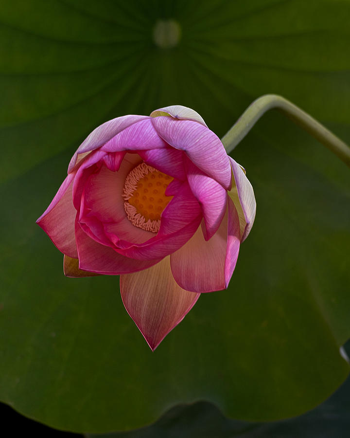 Pink Lotus Flower and Green Leaf Photograph by Alessandra RC