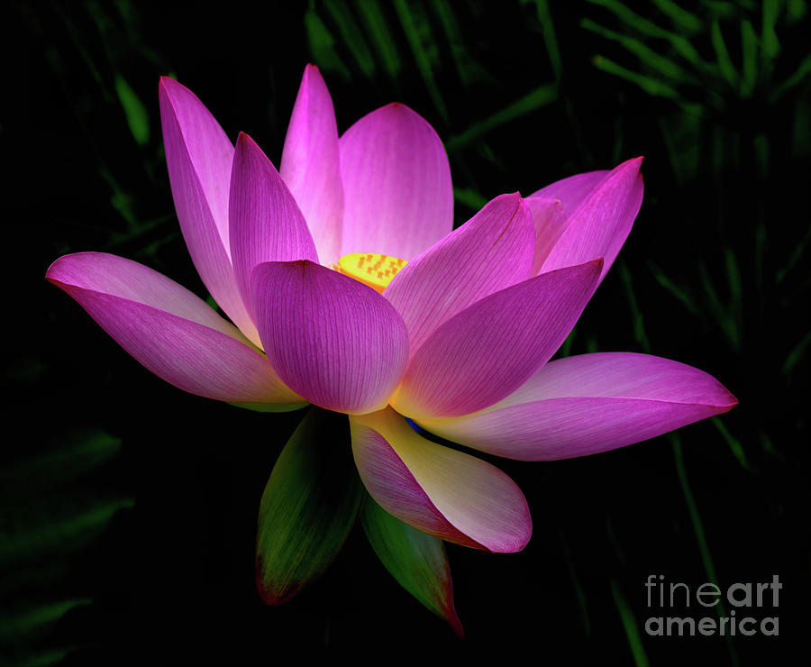 Pink Lotus Flower Photograph