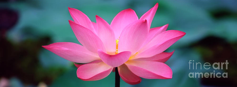 Pink lotus flower Photograph by George Atsametakis