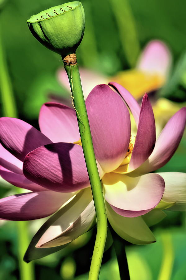 Pink Lotus Flower in bloom  Photograph by Geraldine Scull