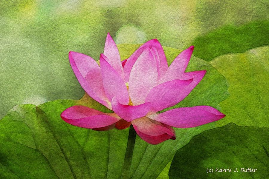 Pink Lotus Flower Painting by Karrie J Butler