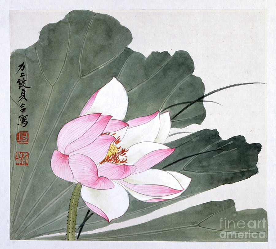 Pink Lotus Flower Painting by Yu Zhizhen