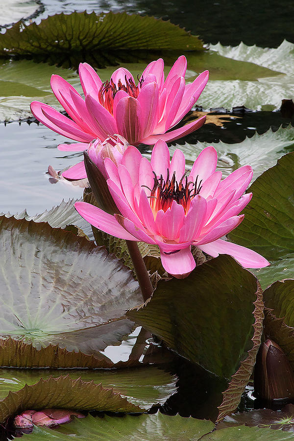 Pink Lotus Photograph by Robert Bolla