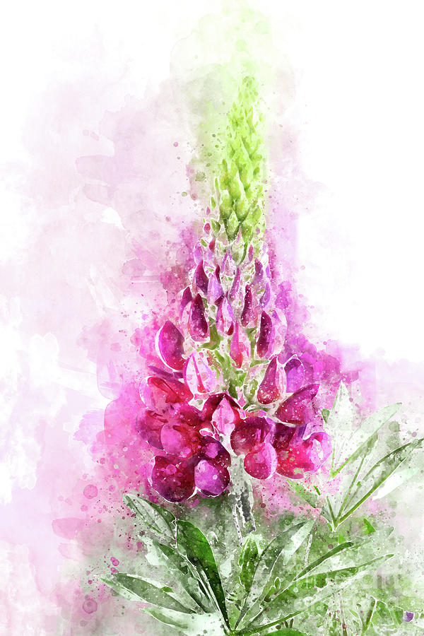 watercolour lupins