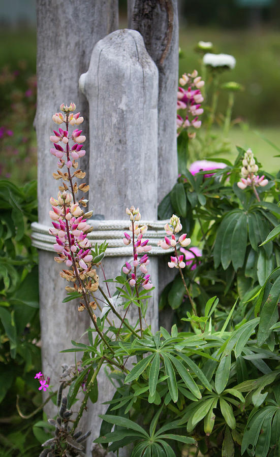 Pink Lupine And Fence Post Photograph