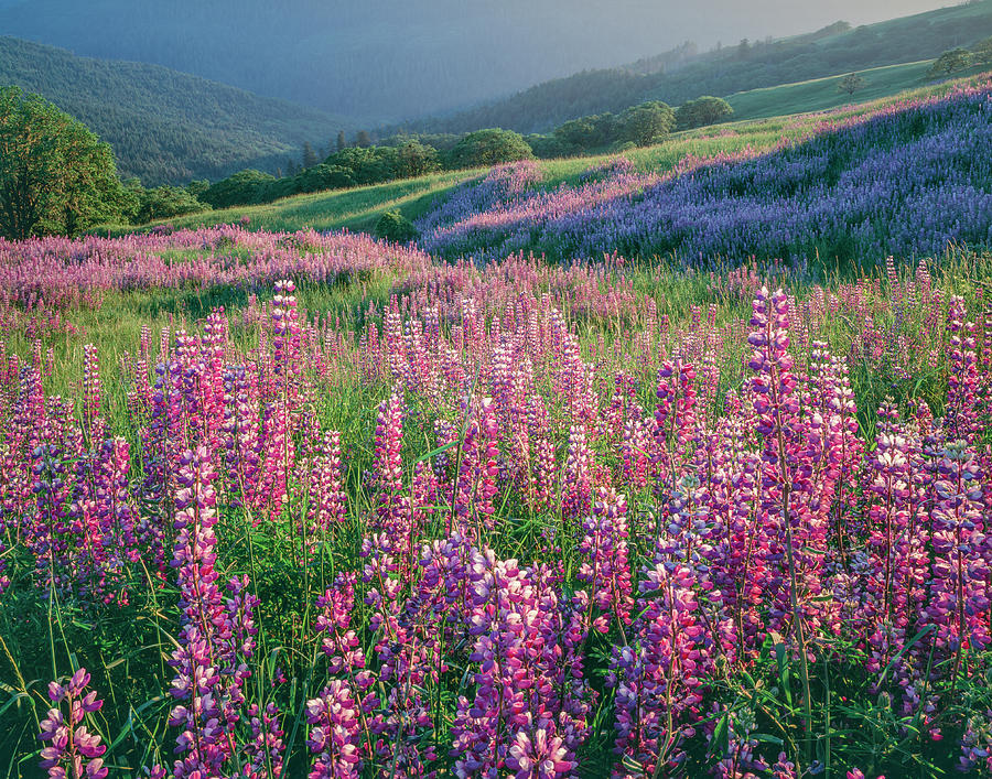 Pink lupine flowers in meadow, Chisos Mountains, Big Bend National Park, Texas, USA Photograph by Panoramic Images