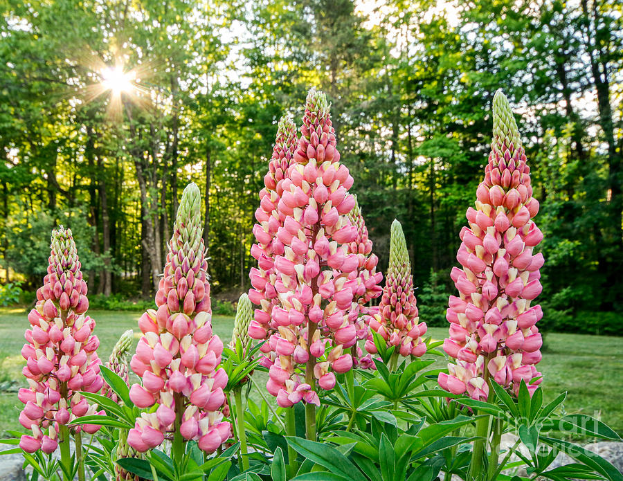 Flower Photograph - Pink Lupine Flowers by Laura Ganz