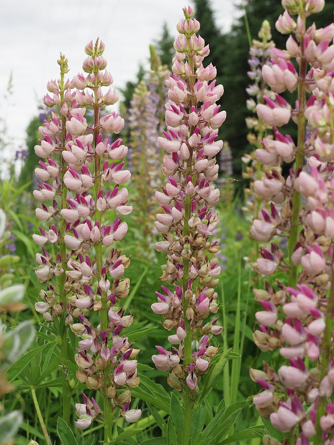 Pink Lupines Photograph by James Peterson