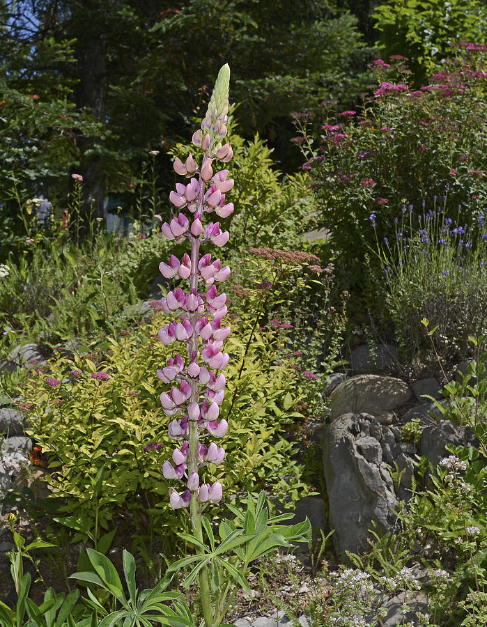 Pink Lupinus Photograph by Deb Perry