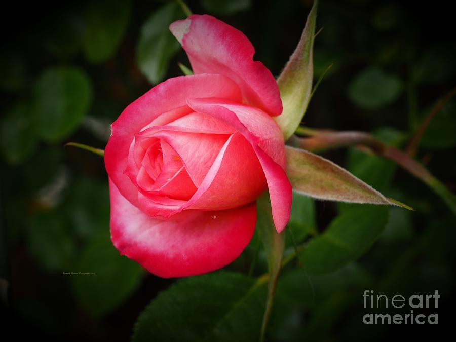 Pink Macro Rose Photograph by Richard Thomas