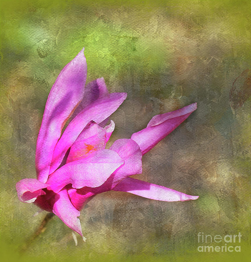 Pink Magnolia 3 Photograph by Judi Bagwell