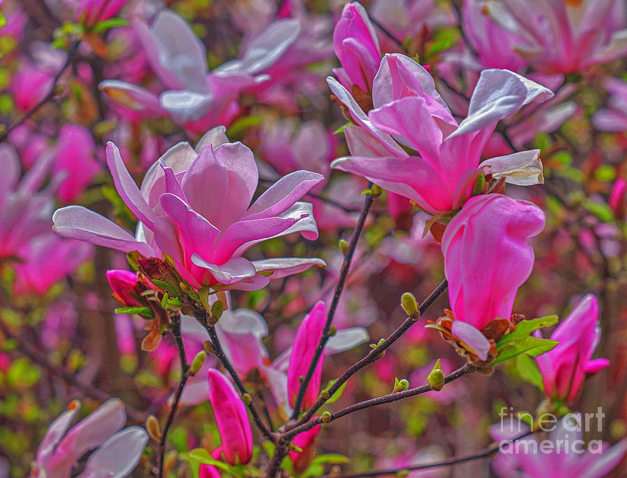 Pink Magnolia Photograph by Amalia Suruceanu