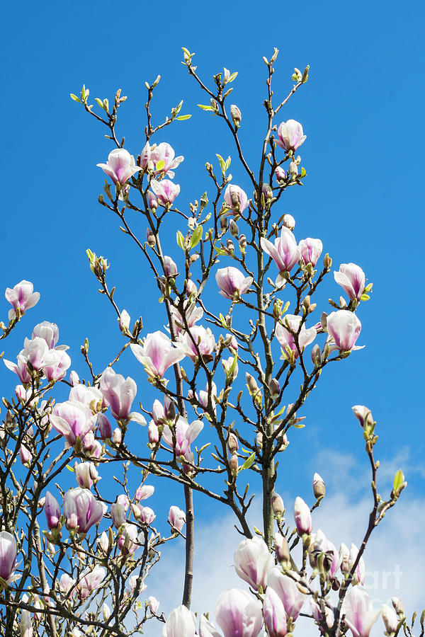 Pink Magnolia and Blue Sky Photograph by Bryan Attewell