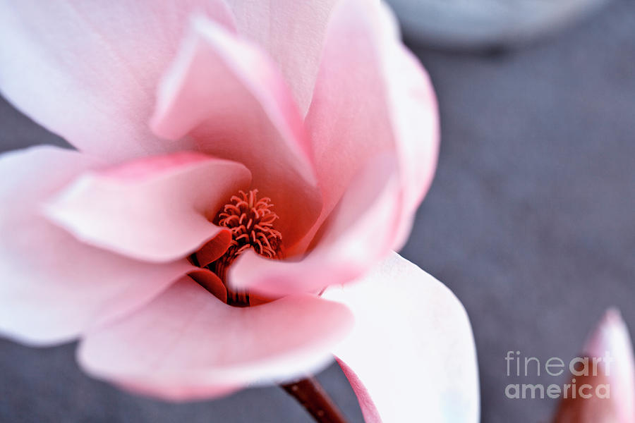 Pink Magnolia Bloom Photograph