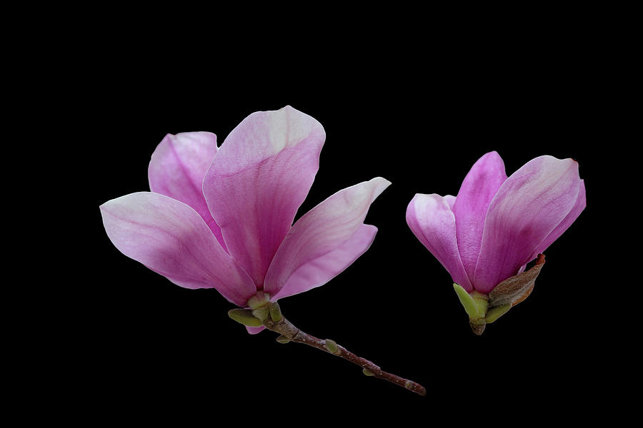 Pink Magnolia Blossoms Photograph by Cate Franklyn