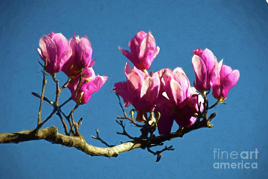 Pink Magnolia Blossoms Photograph by Diana Mary Sharpton