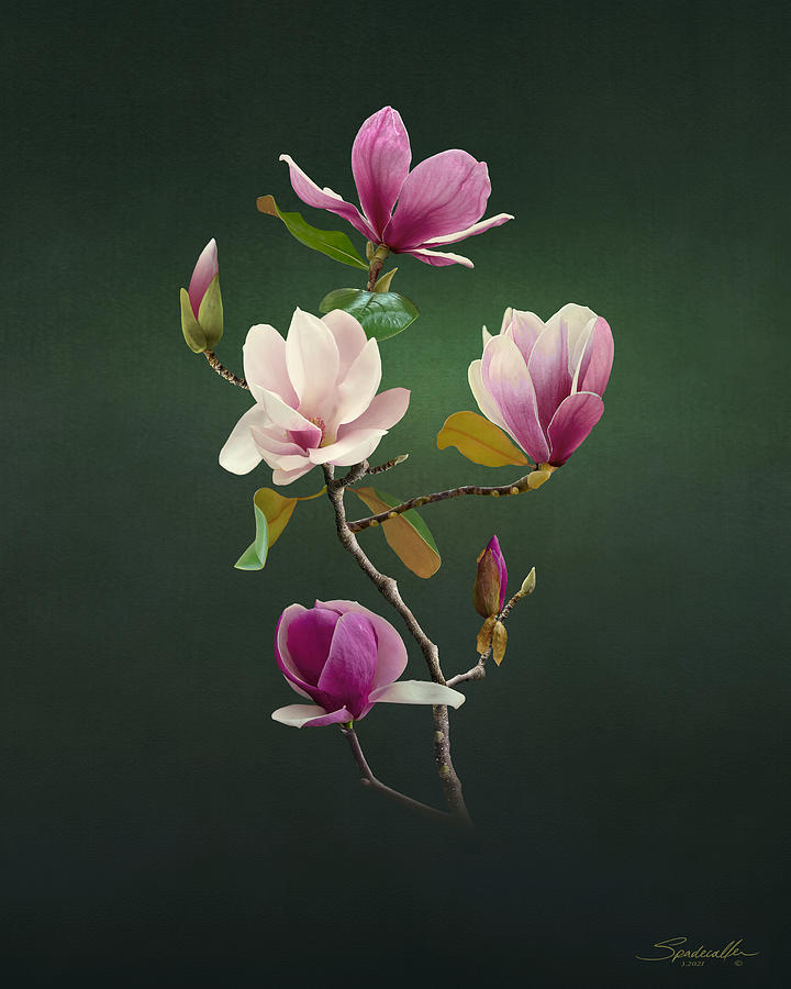 Pink Magnolia Blossoms Digital Art by M Spadecaller