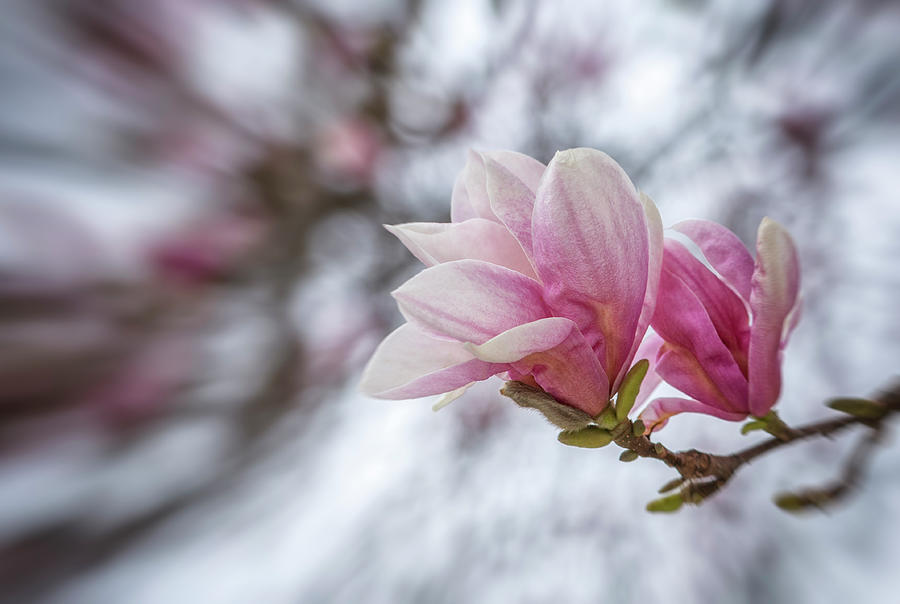 Pink Magnolia Photograph by Cate Franklyn