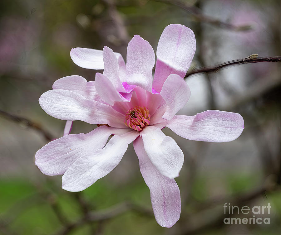 Pink Magnolia Photograph by Cathy Donohoue