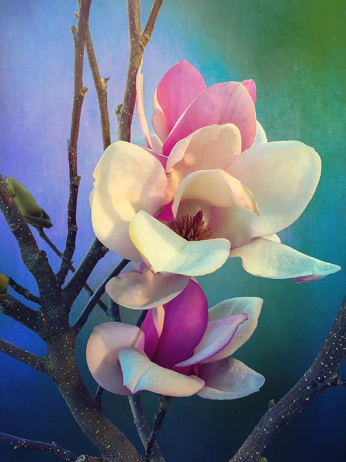 Pink Magnolia Photograph by Christina Ford