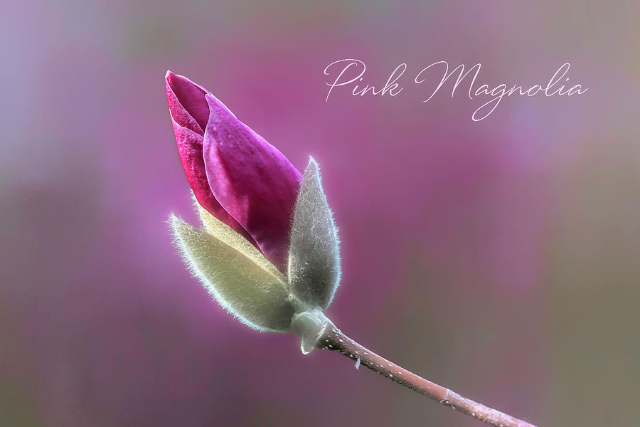 Pink Magnolia Photograph by Donna Kennedy