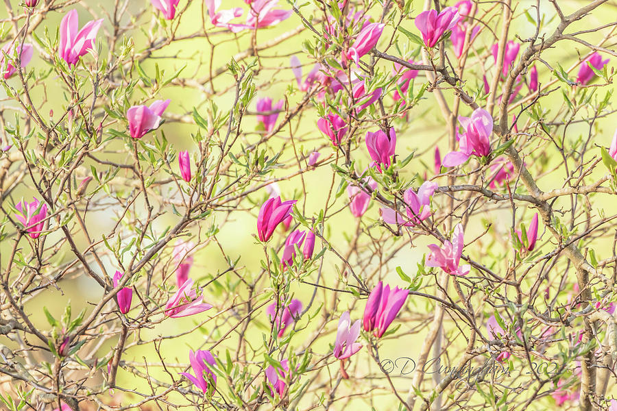 Pink Magnolia Photograph by Dorothy Cunningham