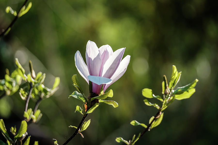 Pink Magnolia Flower In Bloom Photograph