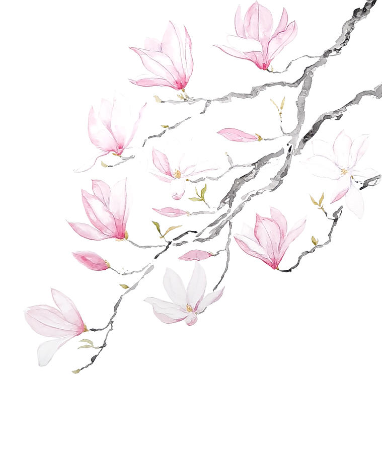 Pink Magnolia Flower No Background Painting by Color Color - Pixels