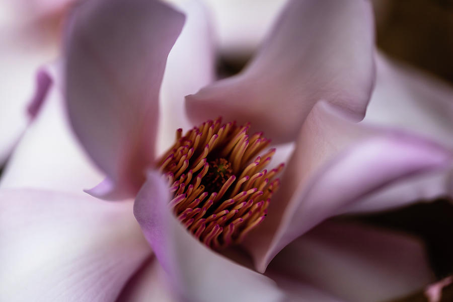 Pink Magnolia Macro Photograph by Aashish Vaidya